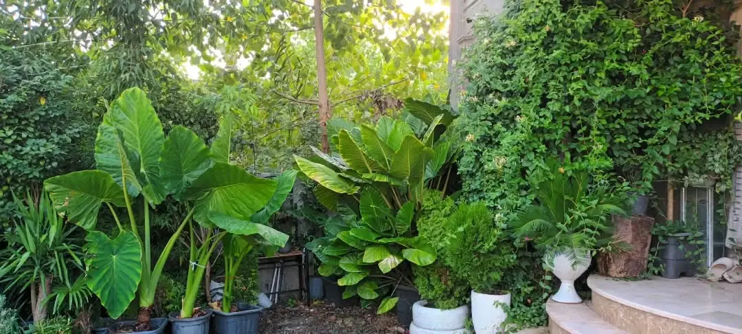 نمای 24 از ویلا ساحلی چهارخواب در چمخاله در چاف و چمخاله